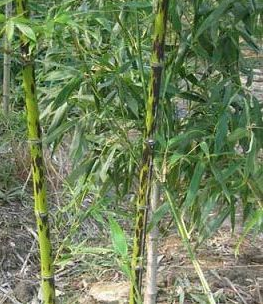 Phyllostachys Bambusoides f. lacrima-deae - Необычный бамбук с черно-фиолетовыми пятнами на стеблях напоминающие пятна  леопарда
